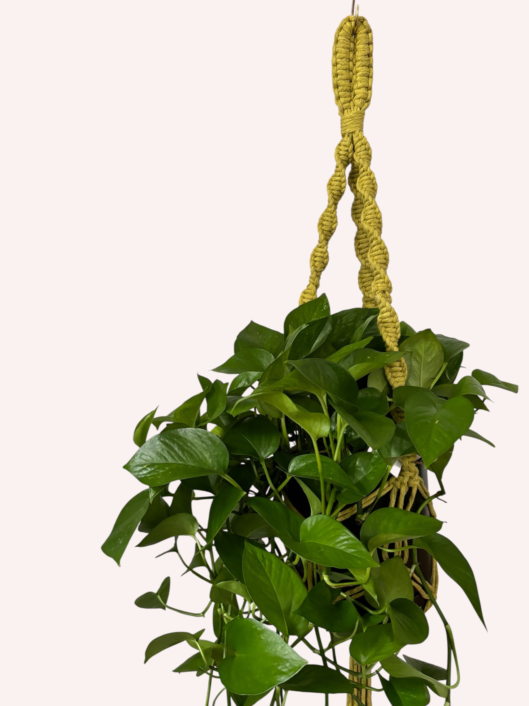 Solids Macrame Plant Hanger