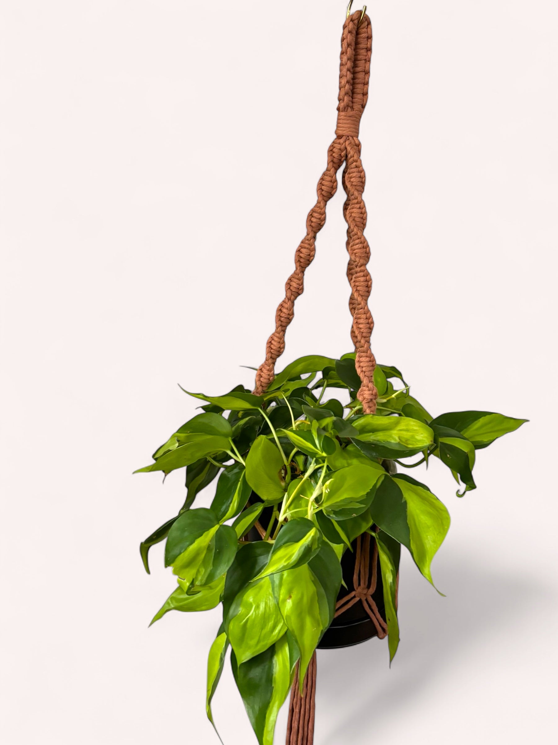 Solids Macrame Plant Hanger