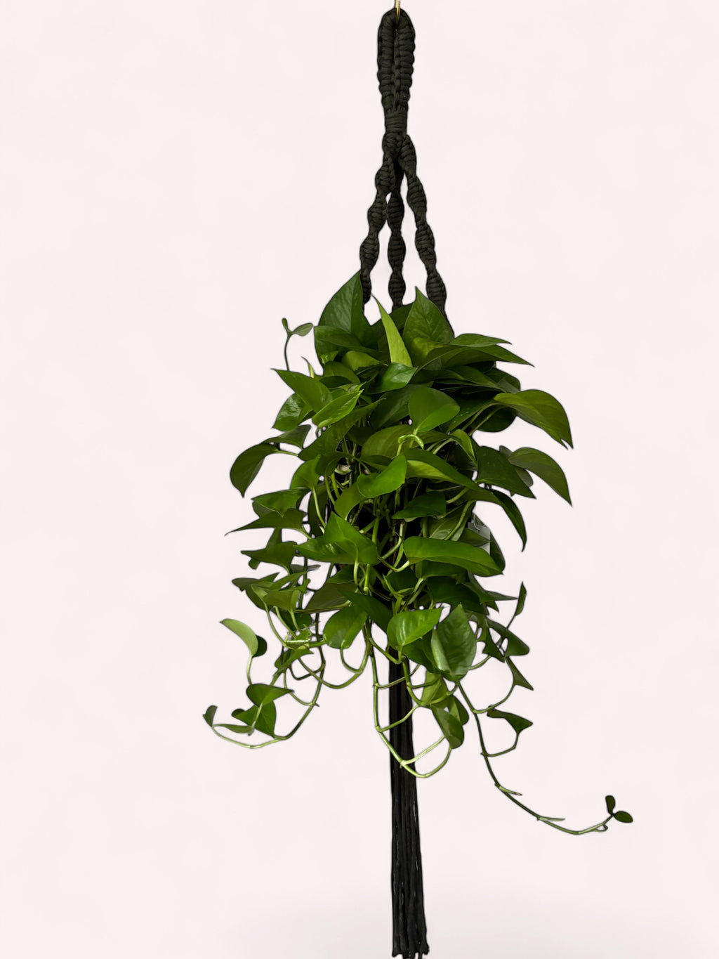 Modern Classics Plant Hanger, Home Decor