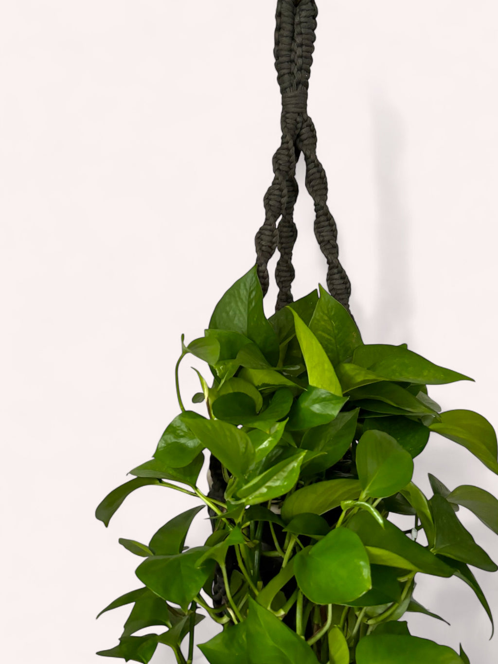 Modern Classics Plant Hanger, Home Decor