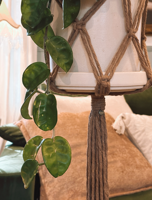 Hold No. 3, Plant Hanger